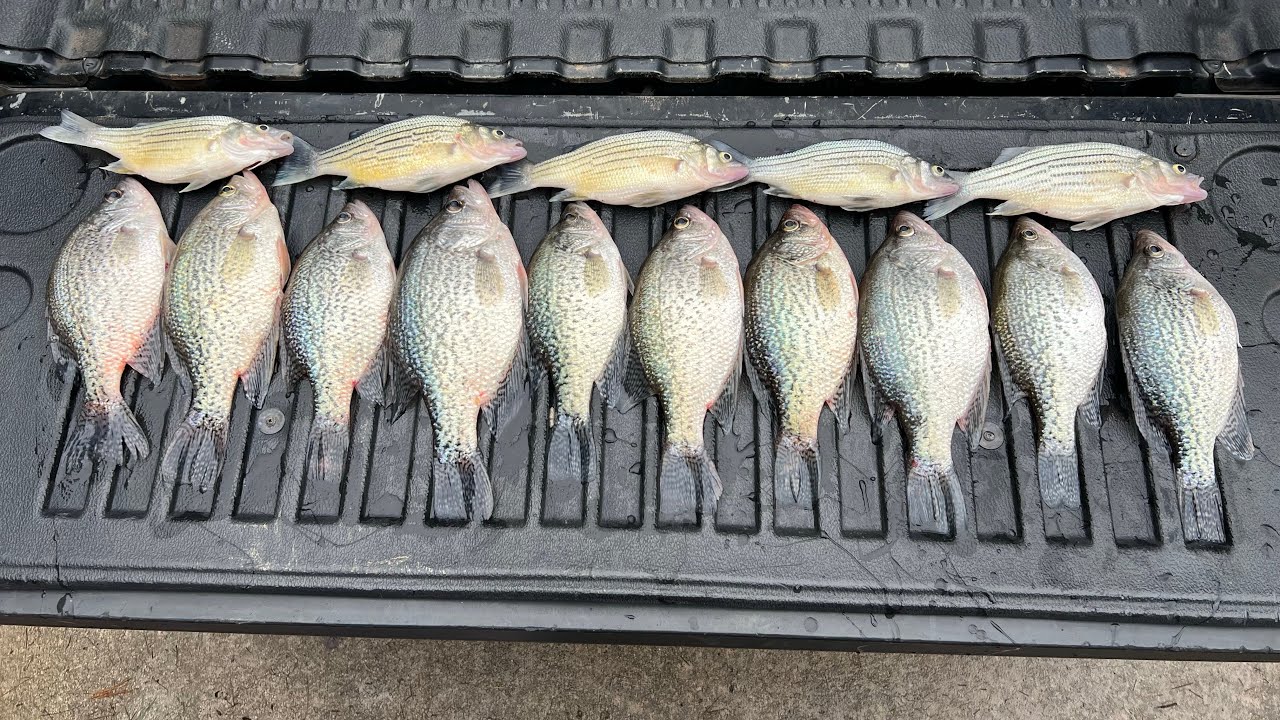 Caught a limit of Norris Lake, TN Jumbo Slabs! The Black Crappie was on fire!