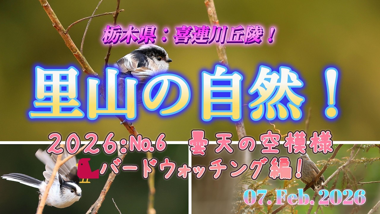 里山の自然2026（立春の候、野鳥たちを追い求めて！）