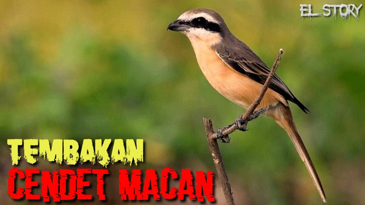 TEMBAKAN BURUNG CENDET MACAN/MONYET