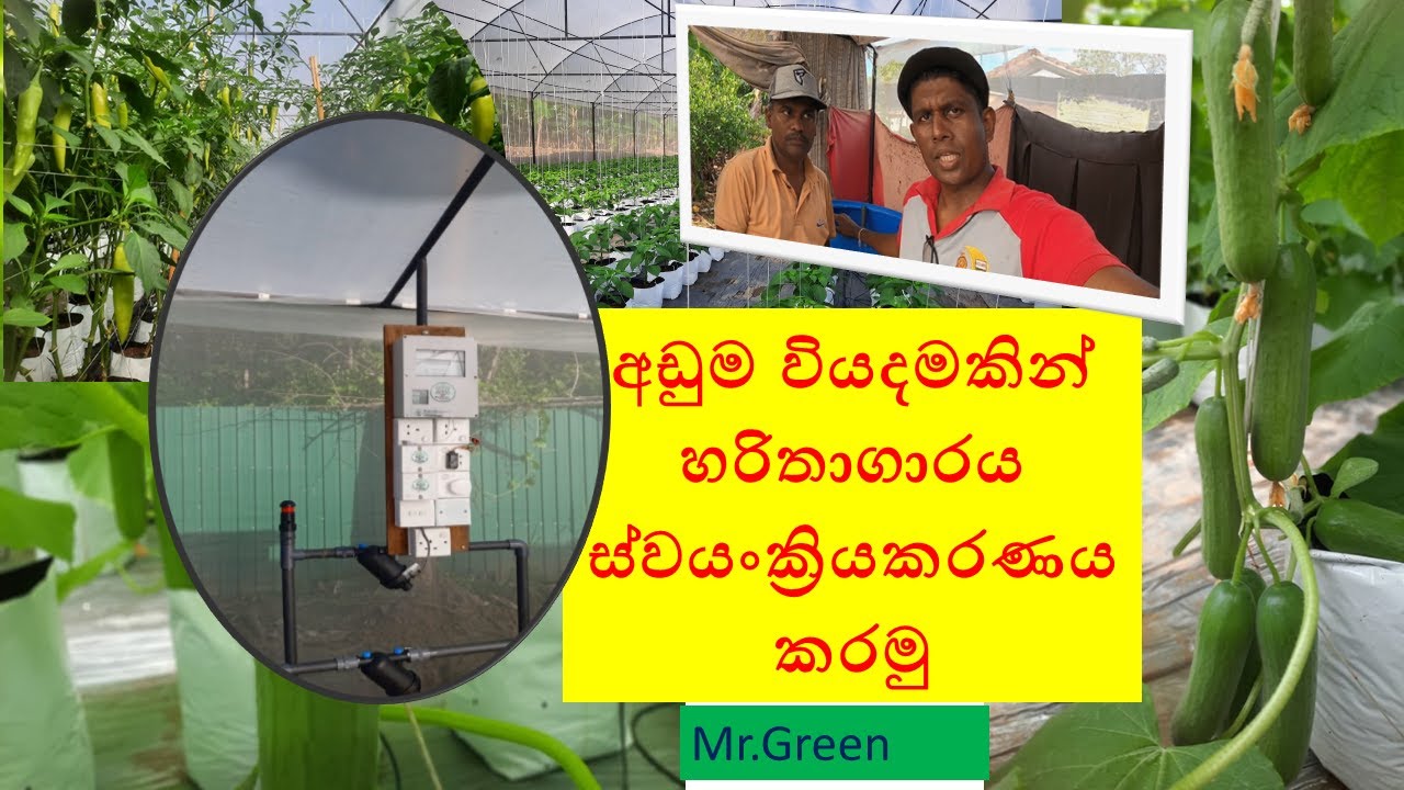 How Setup Low Cost Automated Irrigation System for  Polytunnel Green House in Sri Lanka