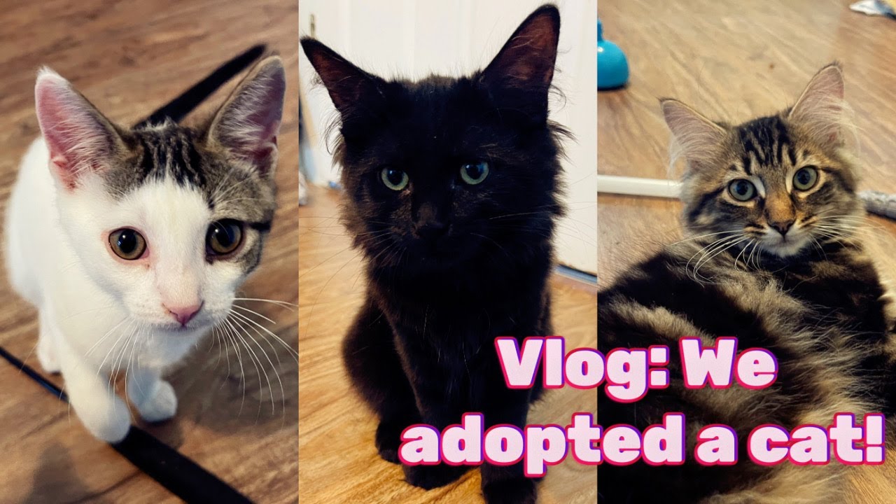 Vlog: We adopted a cat! | Rescued black cat | Galileo