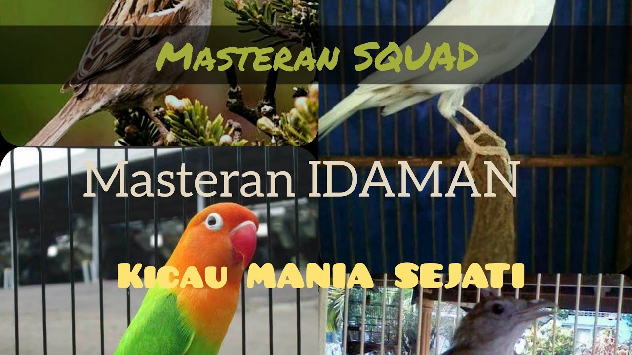 Masteran GEREJA vs KENARI vs LOVE BIRD vs KAPAS TEMBAK!! WAJIB DIPLAY!!