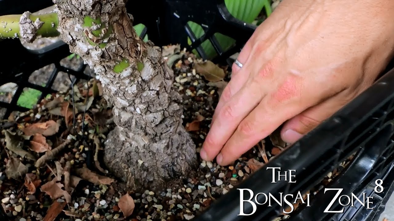 Connor's Bonsai Bench Tour, Part 5 of 6, The Bonsai Zone, Aug 2021