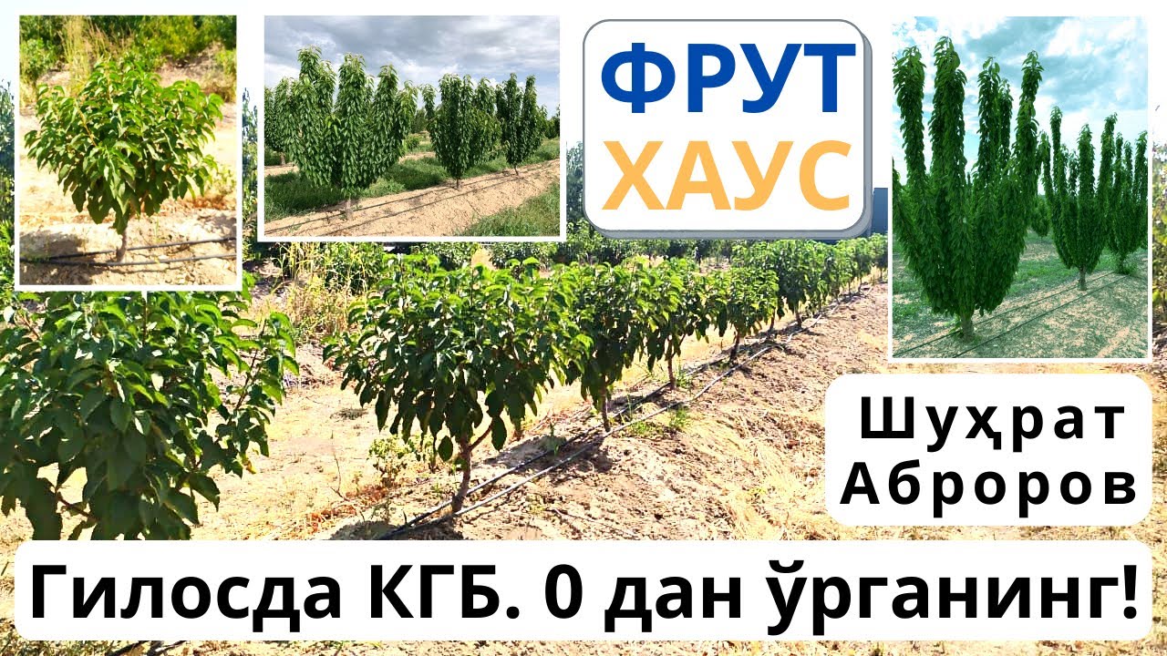 Гилосни КГБ усулида кесиш!