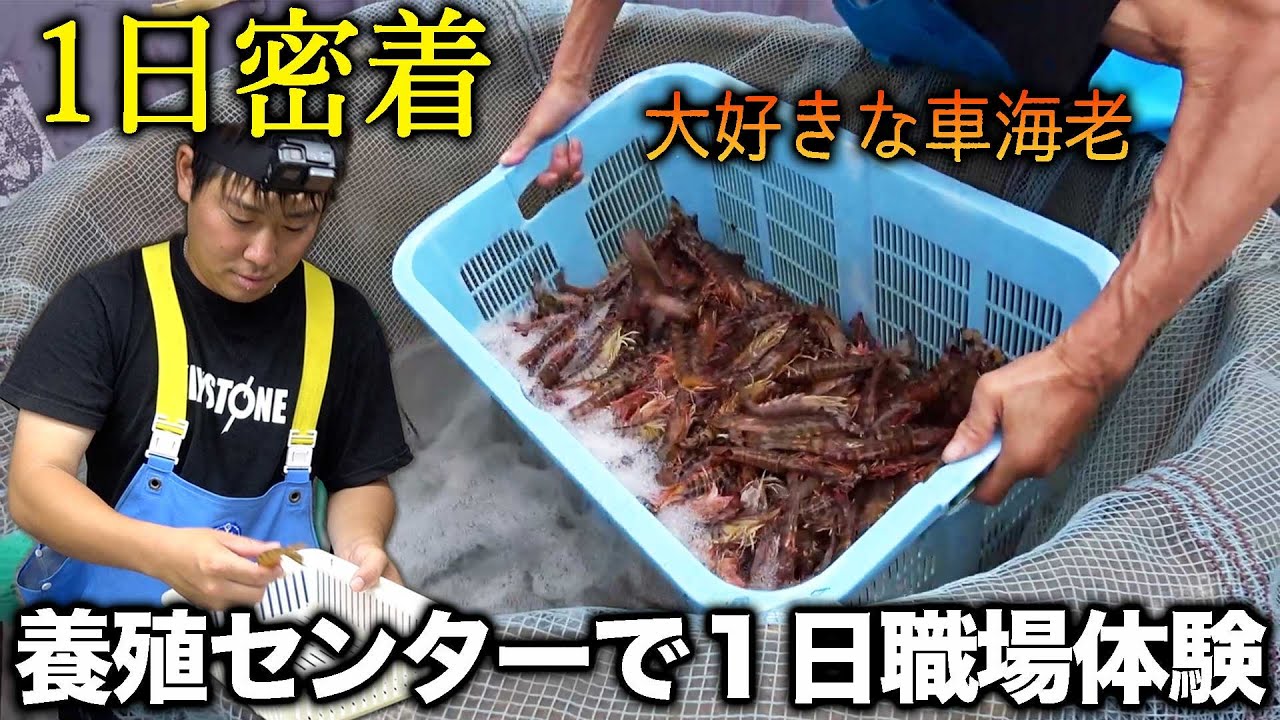 車海老はこうして出荷されます！沖縄養殖センターの1日に密着【前編】