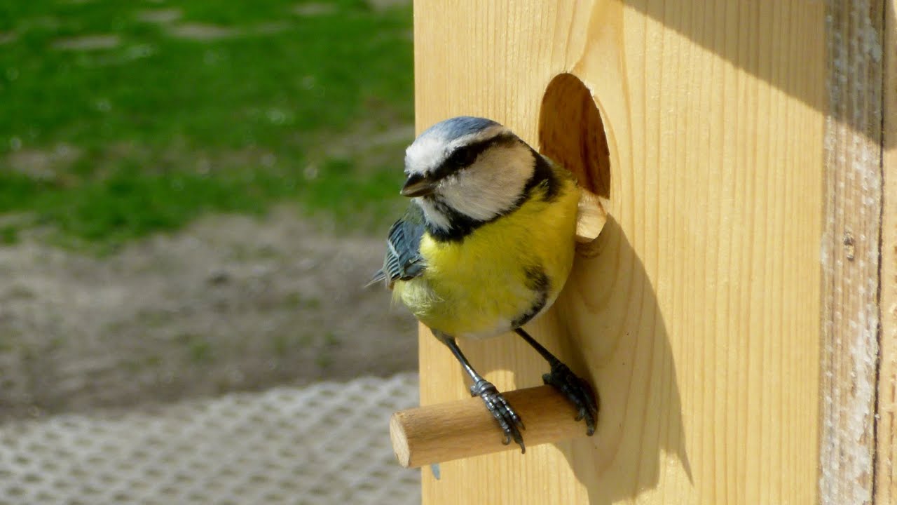 Aus dem Familienleben der Blaumeisen (Parus Caeruleus)