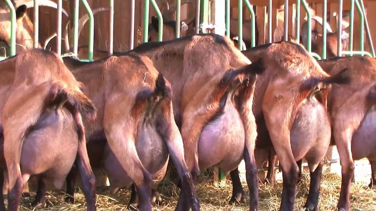 Alpesi kecskék 2017 Alpine goats in Hungary