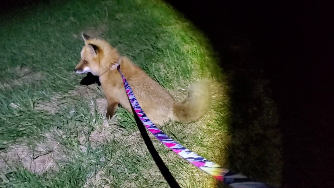 Finnegan Fox goes on a midnight adventure