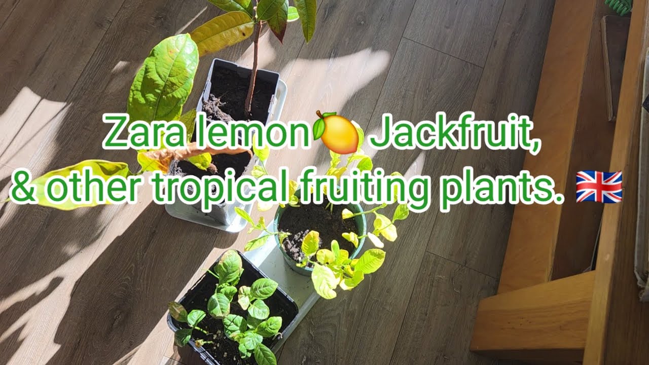 Лимоны Zara 🍋, джекфрут и другие тропические плодовые растения. 🇬🇧 🌴