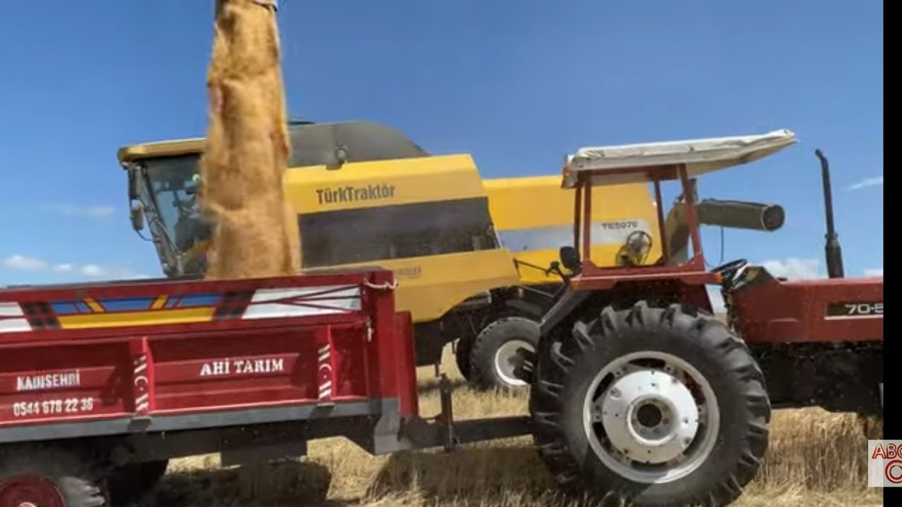 Türkiye'nin en son biçilen ekini(Newholland ile Ekin biçimi/toz saman olayi