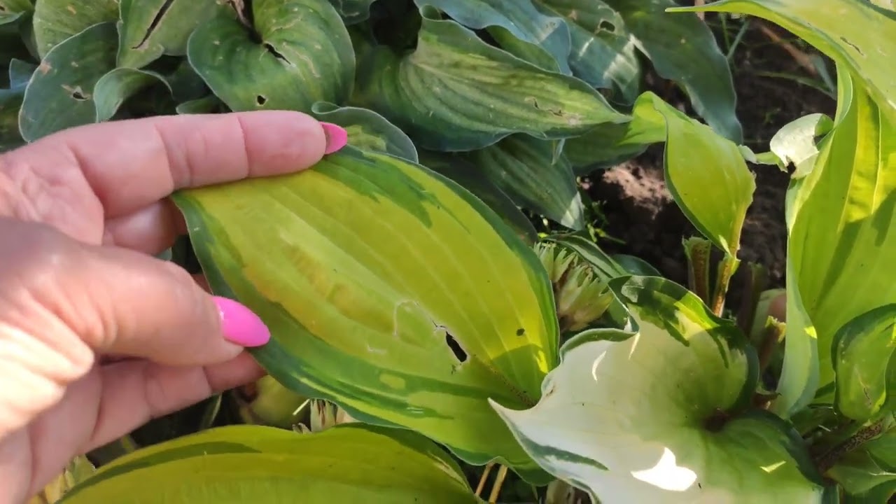 Опыления хост... мой любительский опыт...#hosta #опыление#окрас#