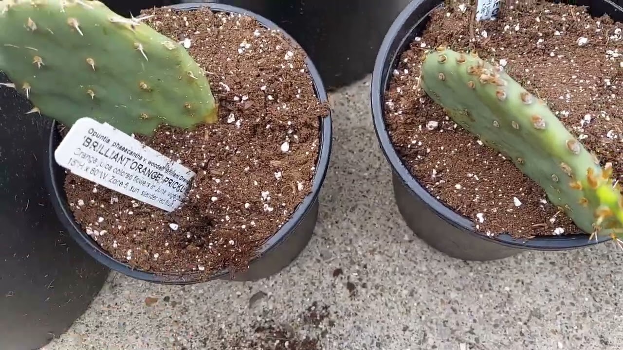 The prickly pear varieties that I grow for fruit production in Cincinnati