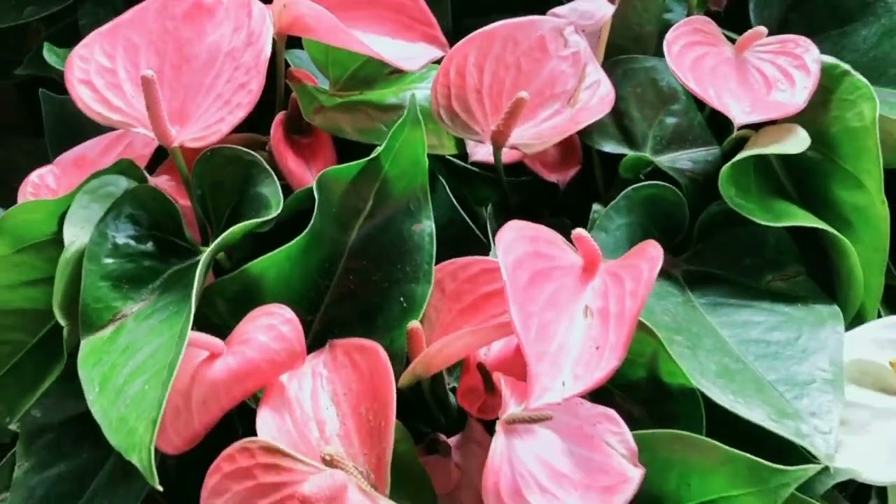 ANTHURIUM ( four colours)