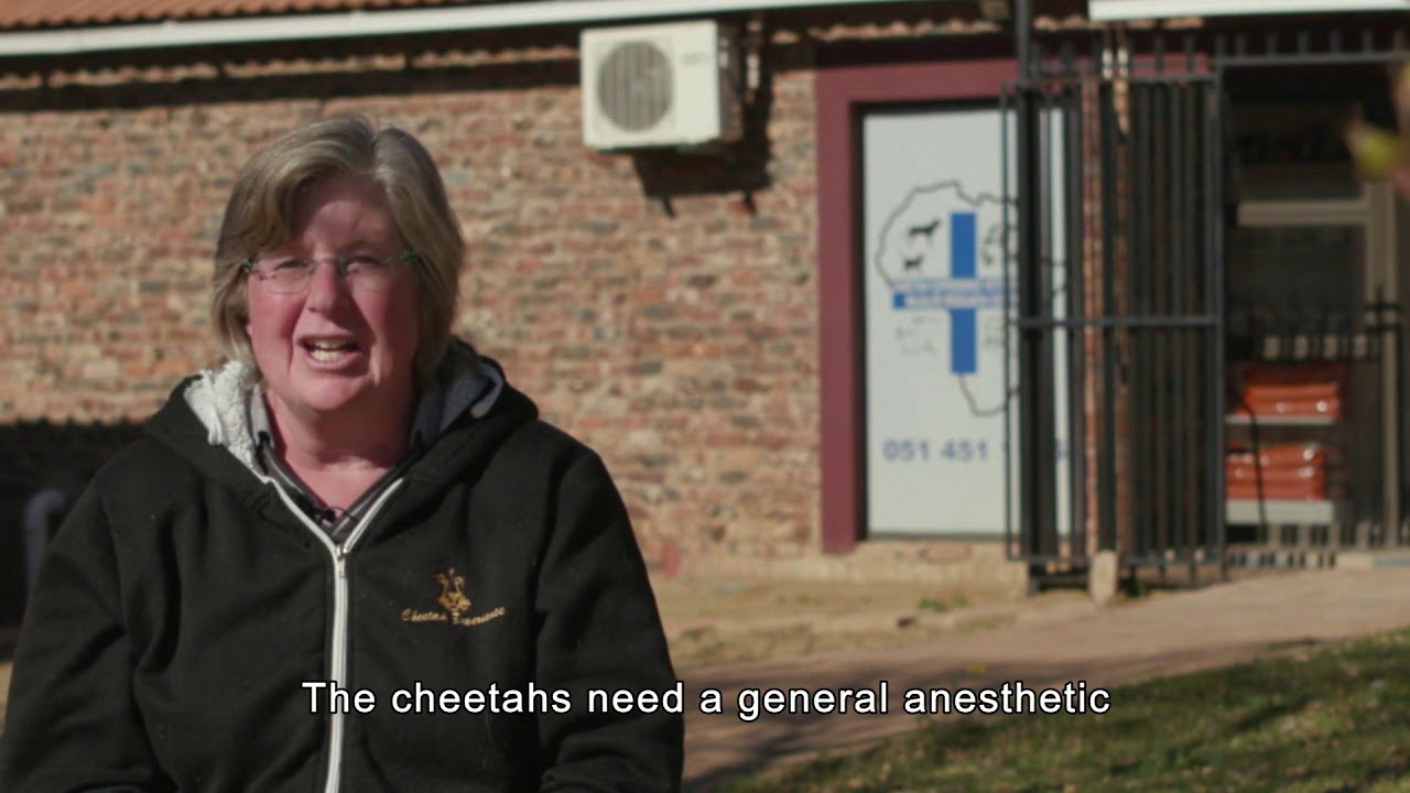 Our Vet and the DNA of Cheetahs | Cheetah Experience South Africa