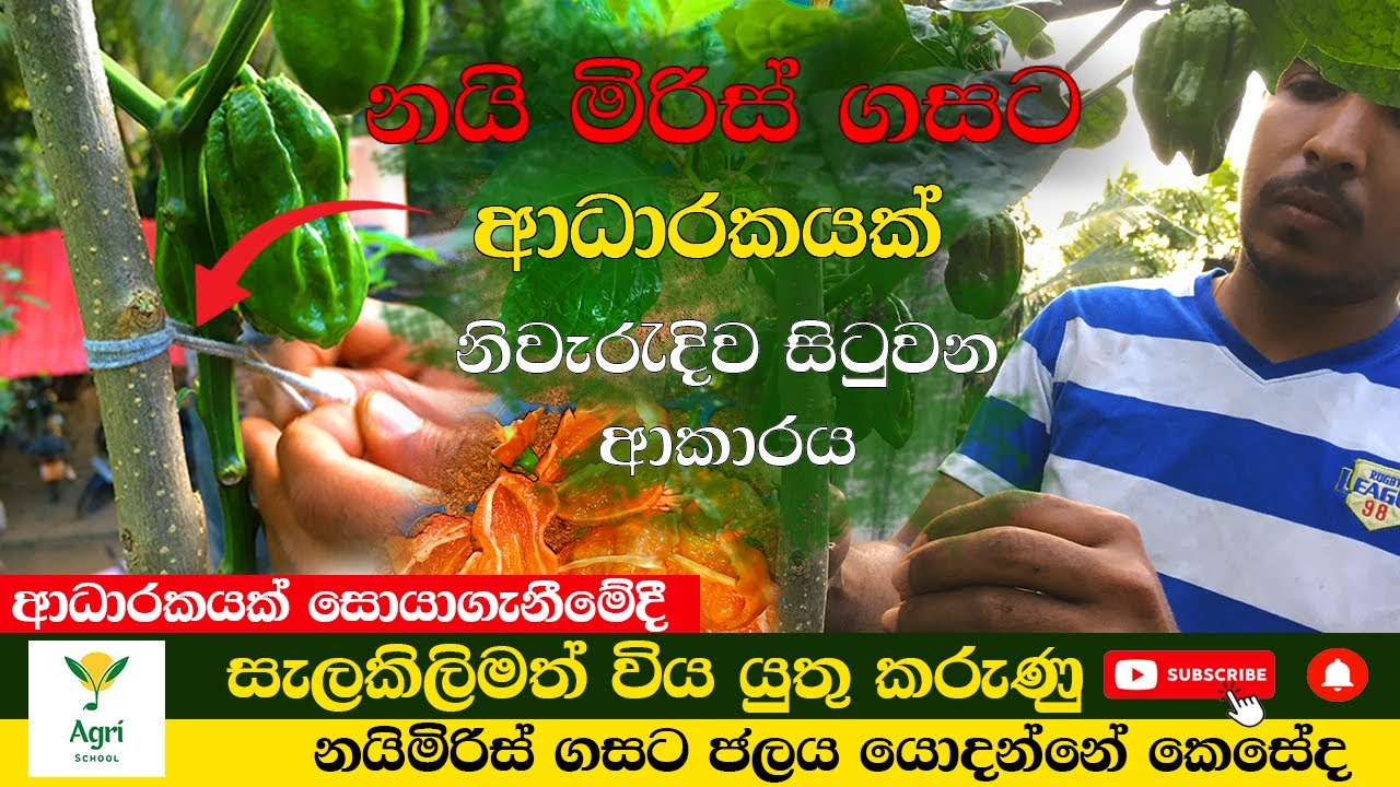 නයිමිරිස් ගසට ආධාරකයක් සිටුවිමෙිදි සැලකිලිමත් විය යුතු කරැණු  | Naimiris | Agri School