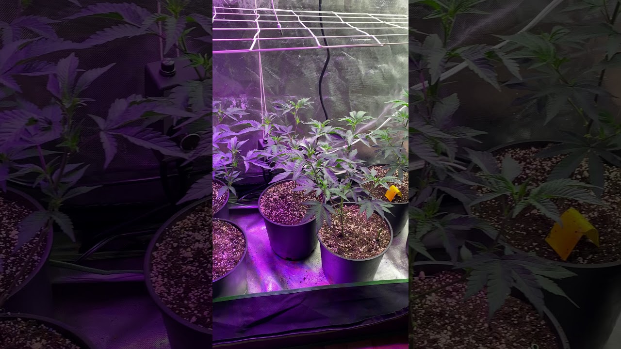MARS HYDRO CUP -New batch of ice cream clones - #marshydro #gaiagreenorganics #marshydrocup