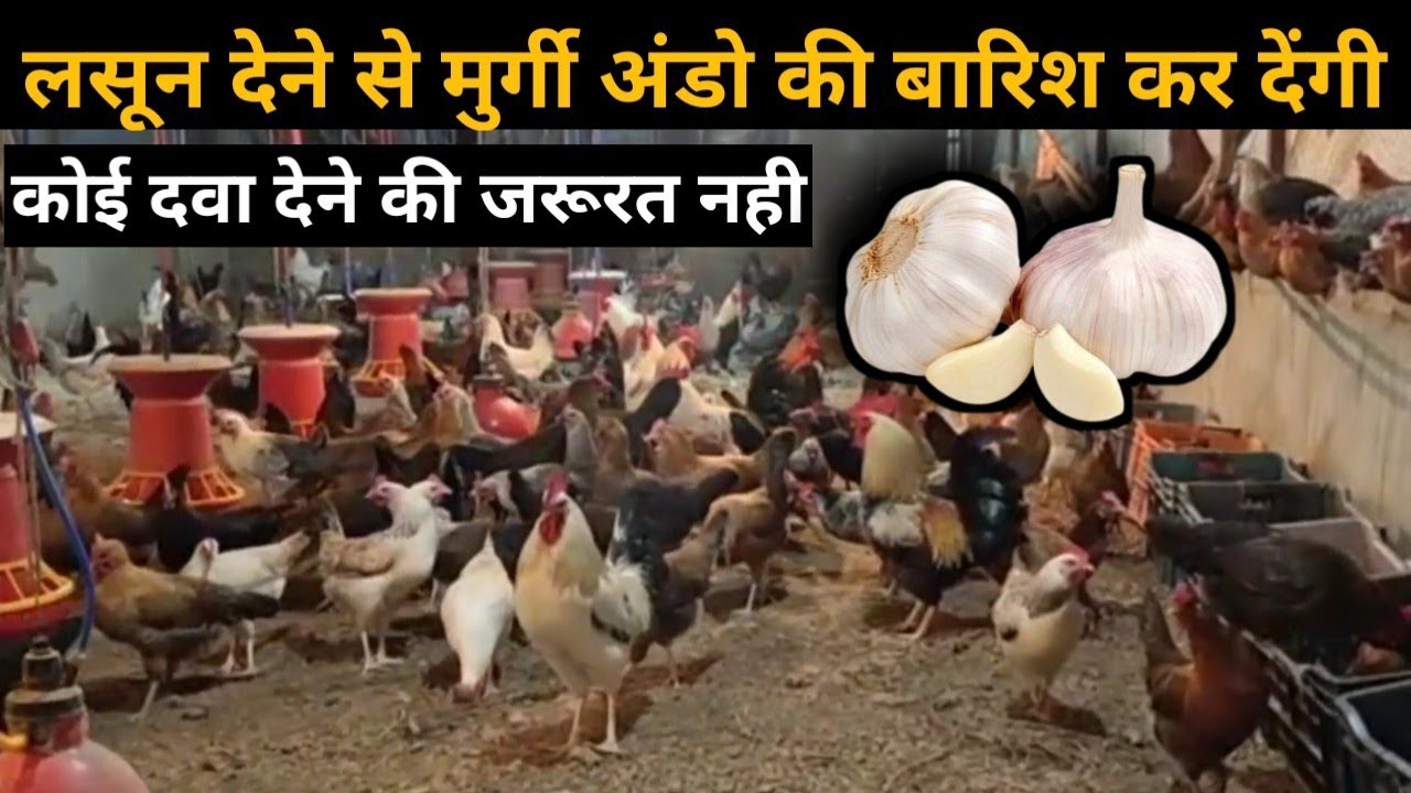 मुर्गी अंडे की बारिश करदेंगी / Murgi Ande Q Nhi Deti