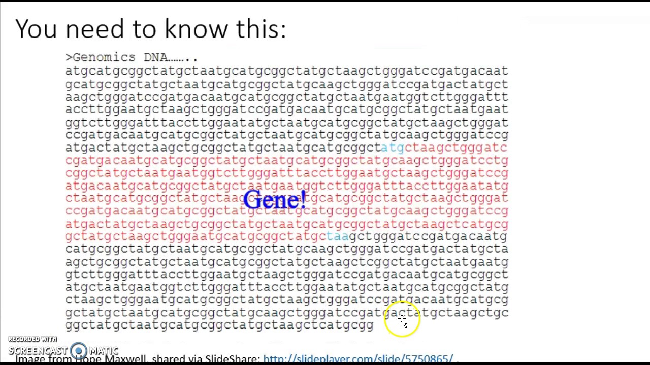Where genome annotation fits in a genome project