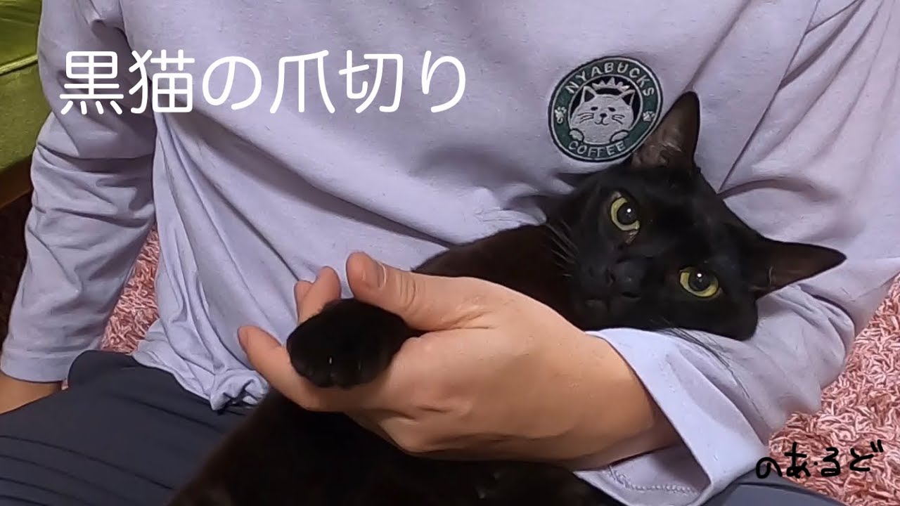 大人しく滞りなく終わった黒猫の爪切り | Cat Nail Trimming Log（2026/01/30）