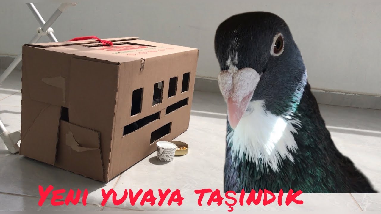 Misafirimize kartondan yeni yuva yaptık /Güvercin yuvası 🕊 🏠