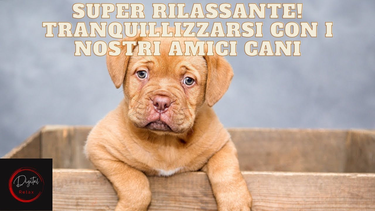 Tranquillizzarsi con i nostri amici cani