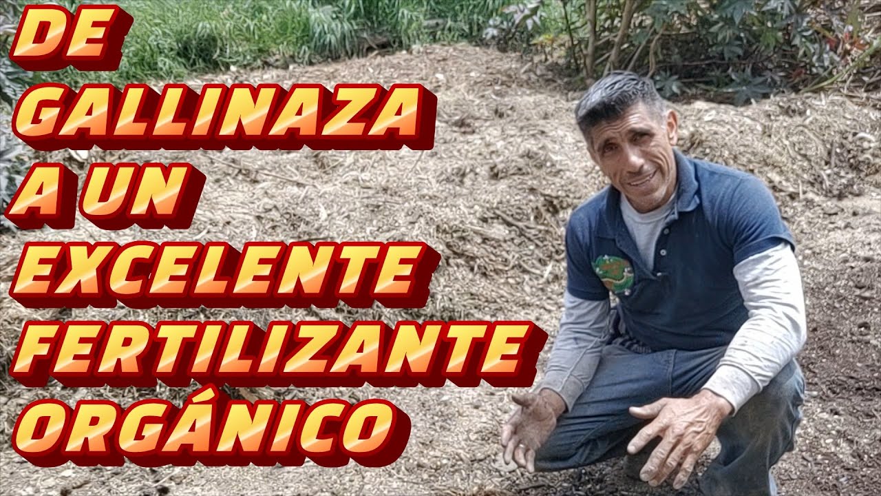 CONVIERTE LA GALLINAZA EN UN EXCELENTISMO ABONO