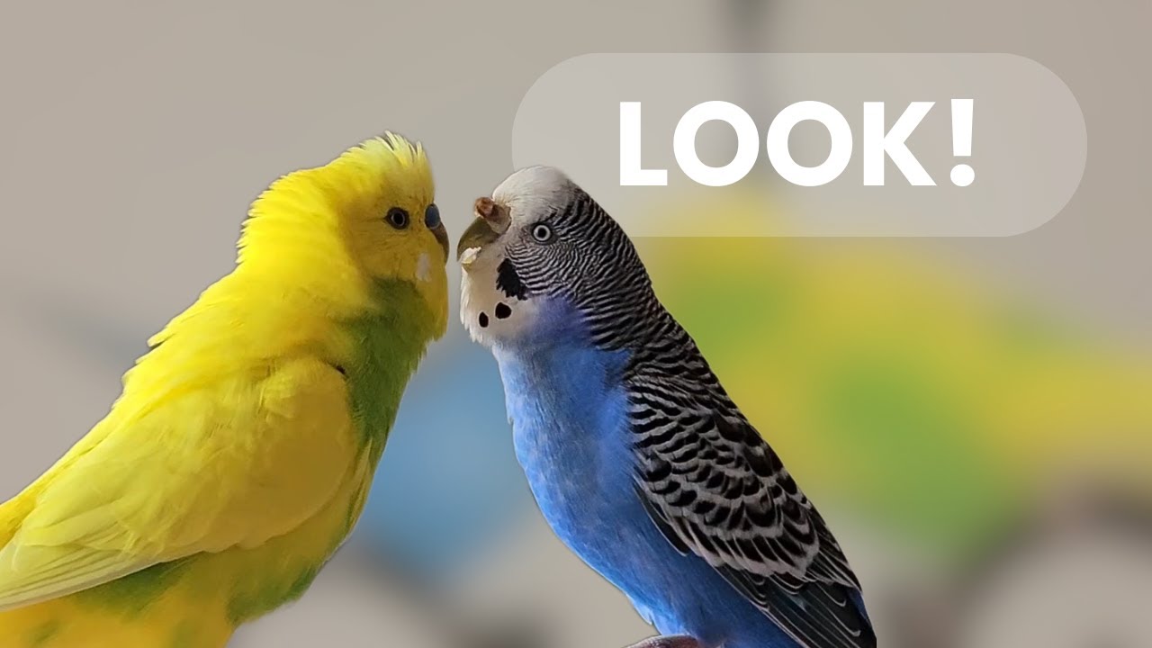 Budgies Kissing & Flying Together | Adorable Social Moments