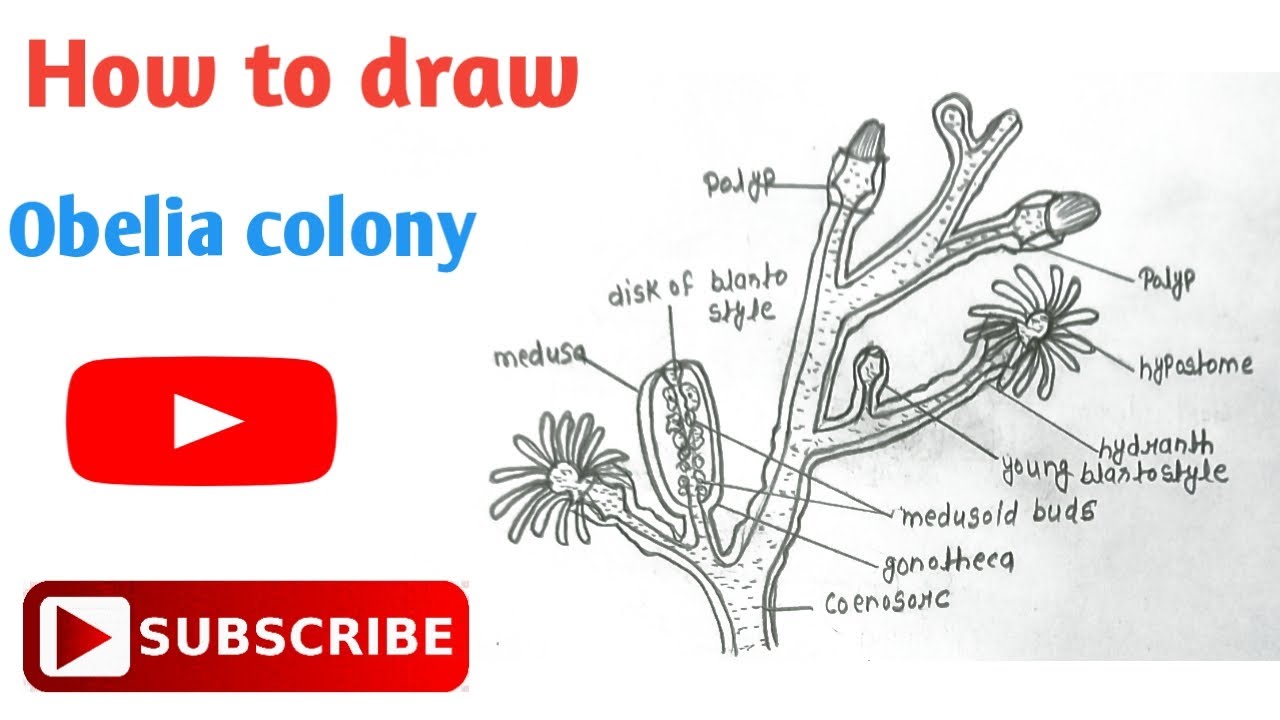 How to draw Obelia Diagram || ओबेलिया का चित्र || Step by step || Phylum- Cnidaria || #obelia #easy
