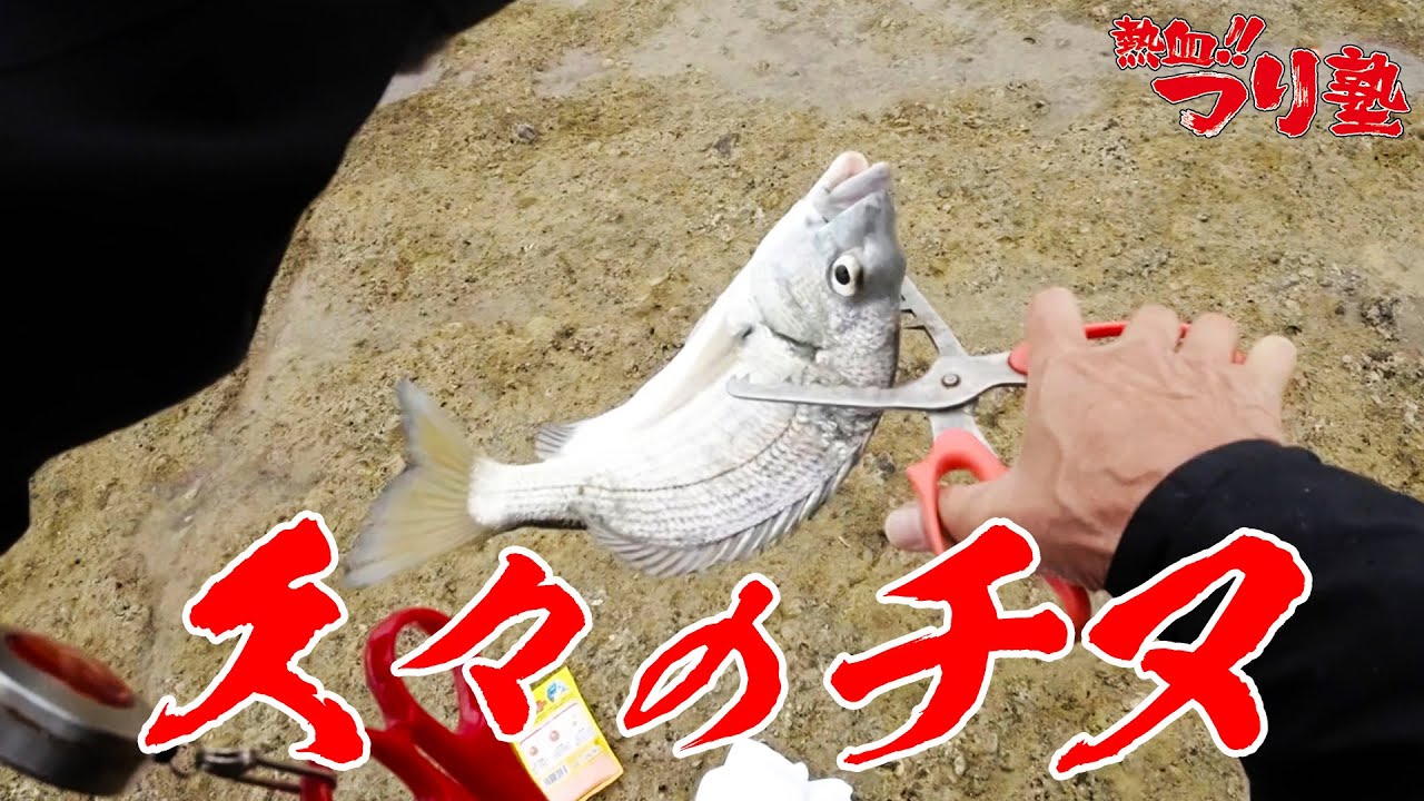 久々のチヌ
