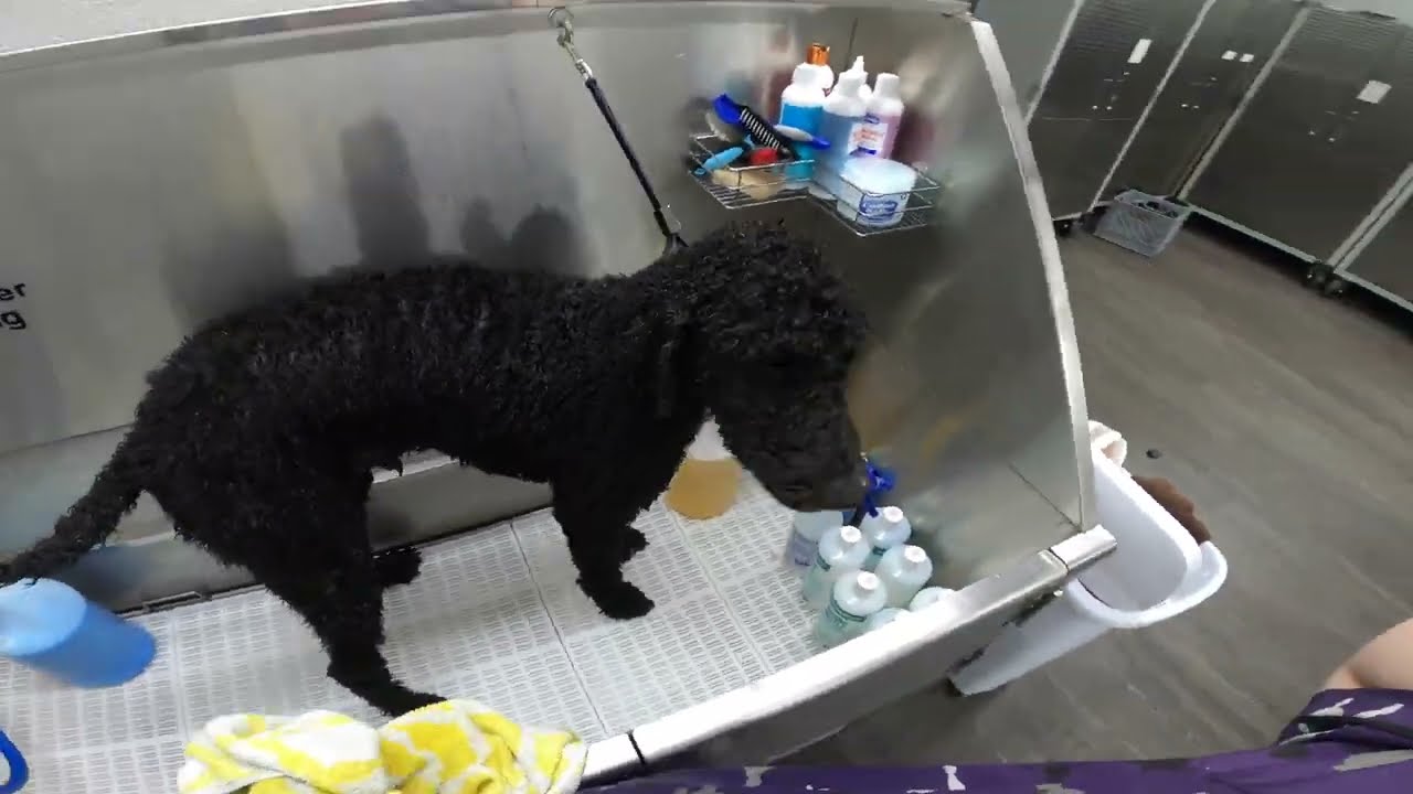 Black Standard Poodle Groom