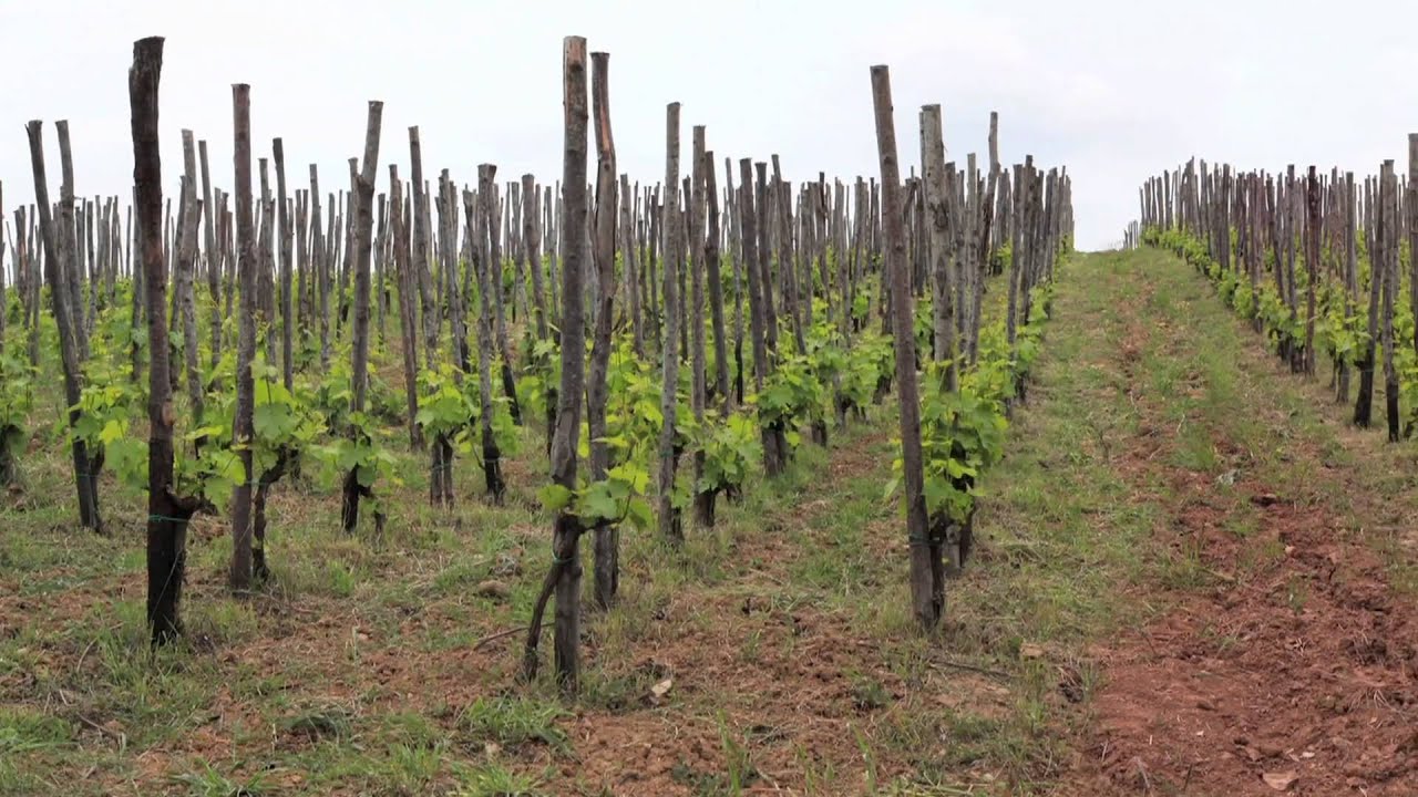 Francesco Illy; Ciliegio Vineyard Panorama.mov