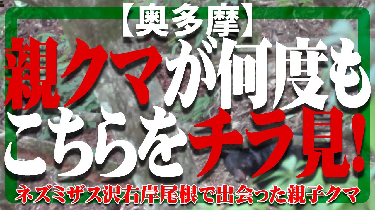 【奥多摩】ネズミザス沢右岸尾根で出会ったクマの親子。A family of bears at the Nezumizasusawauganone in Okutama