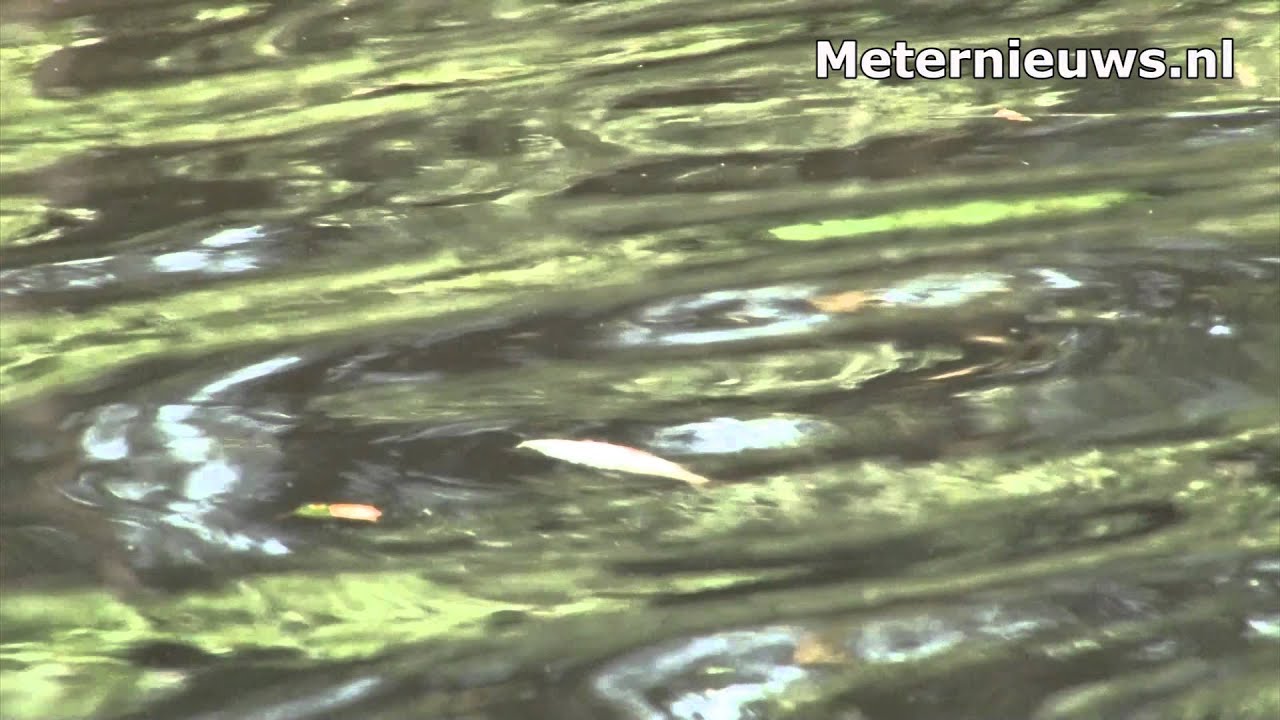 Vissterfte in visplas Nieuwediep