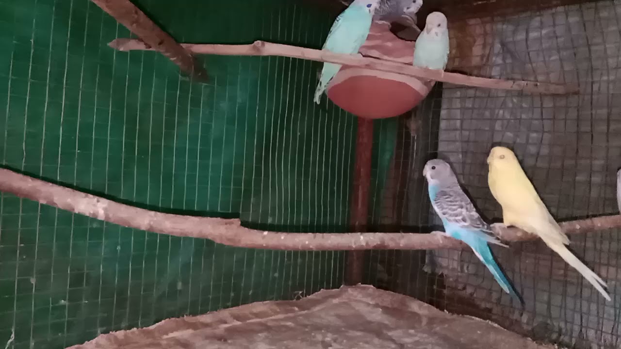 #budgsiebirad ko palna shikhe #youtubevideo my chenal subscribe kare 👍🦜