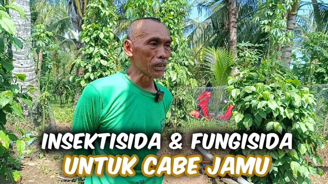 Insektisida & Fungisida Yang Digunakan Untuk Cabe Jamu‼️