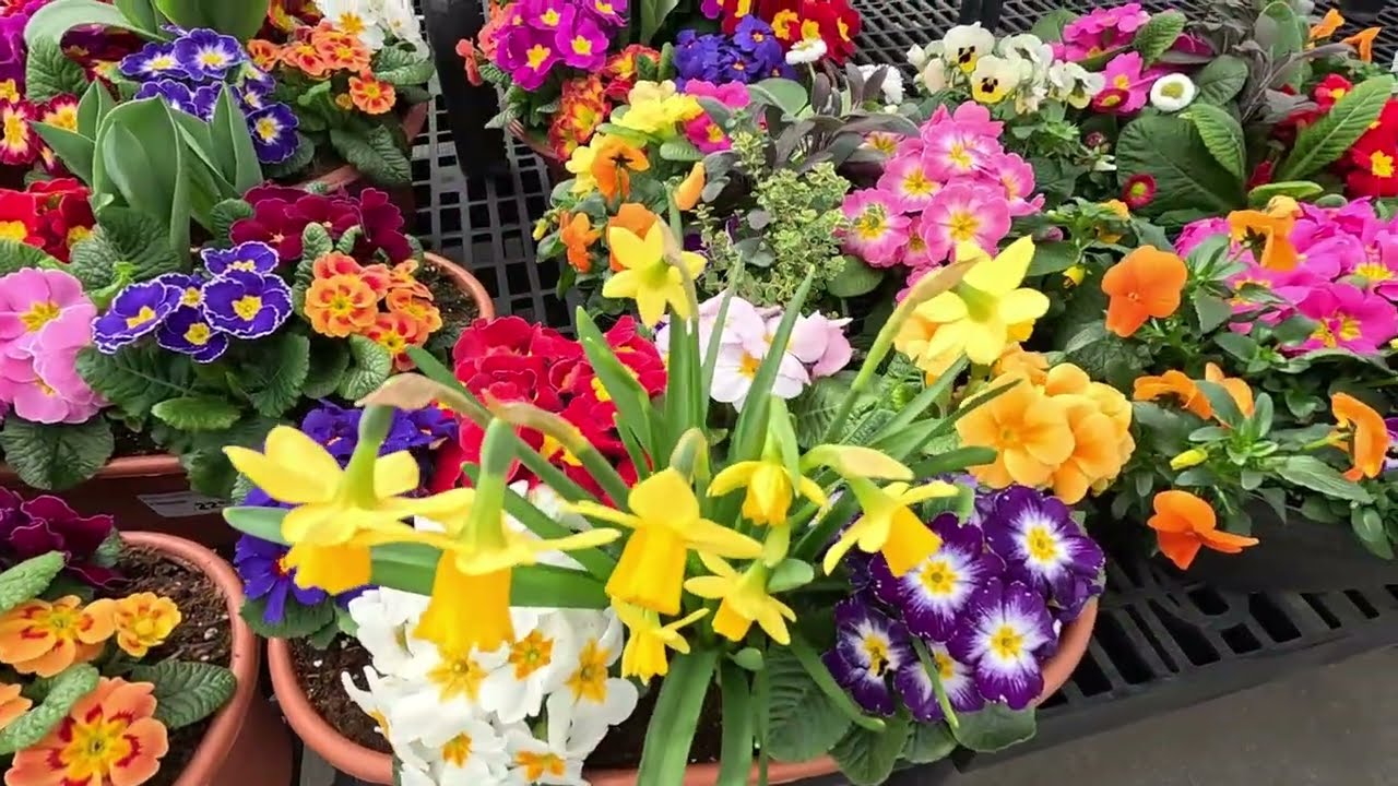 Walk Thru Large Retail Greenhouse Garden Center Filled with Annuals Perennials Herbs Shrubs [USA]
