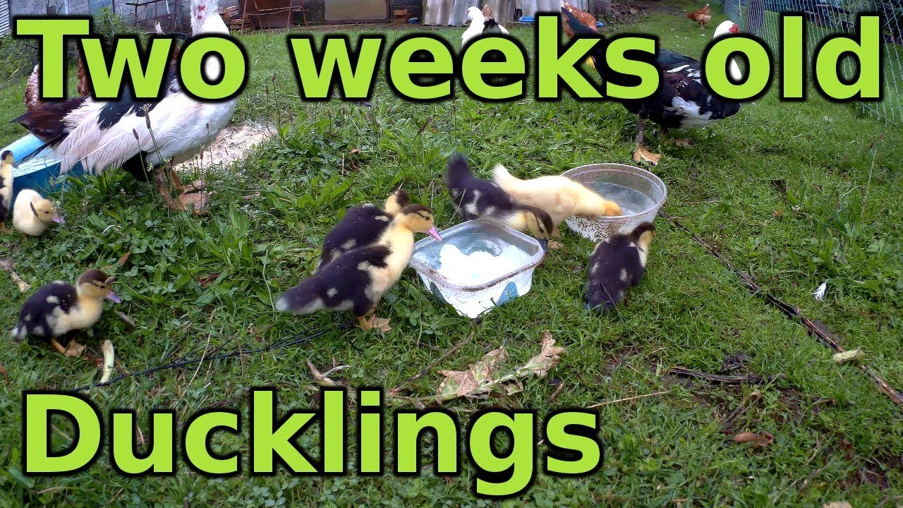 Two Weeks Old Muscovy Ducklings