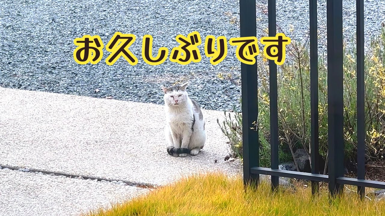 怪我して消えた野良猫が 半年ぶりに帰ってきた😭✨