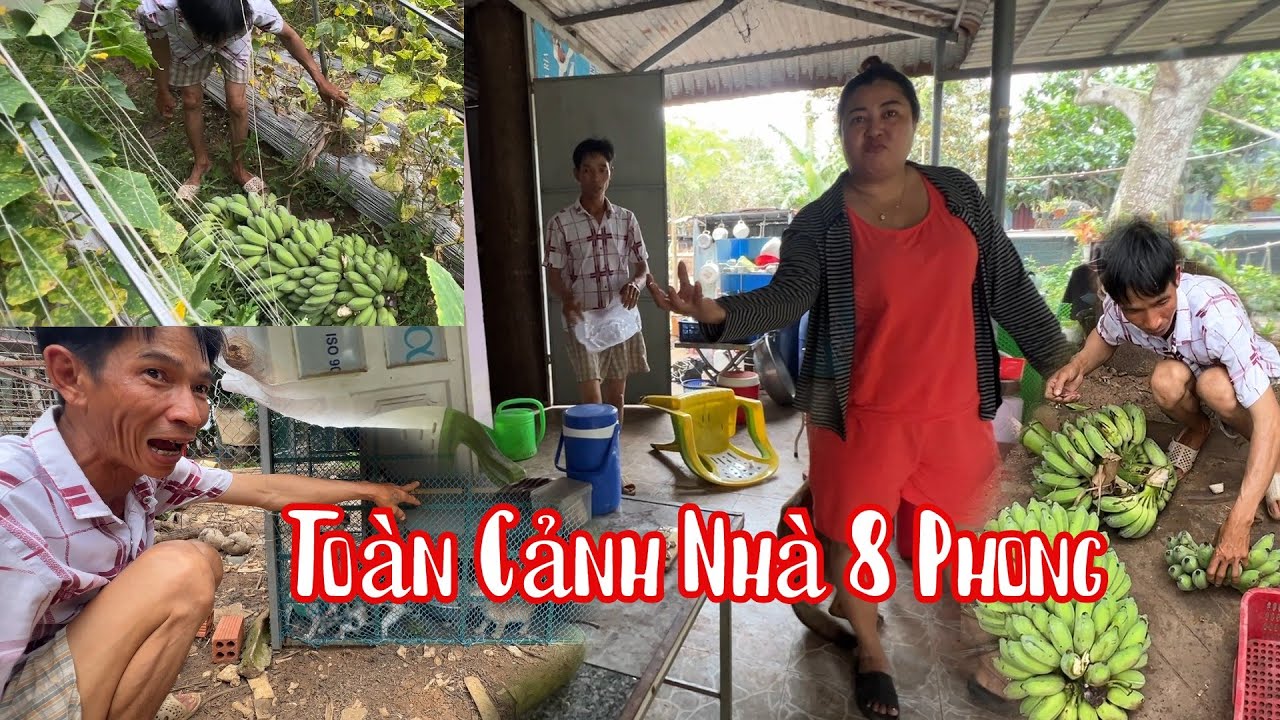 Review Toàn Cảnh Nơi Ở Của Bà 8  Phong Nhiều Cây Trái Đặc Biệt Có Hơn 2 Ngàn Con Gà Đá