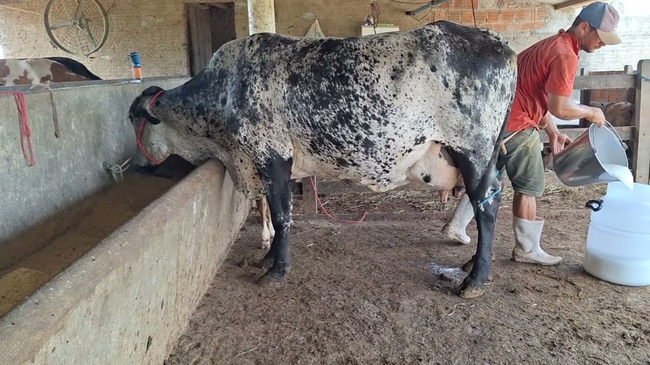 OFERTA DE TRÊS VACAS GIROLANDA COM 30 KL.LOC.CARUARU-PE.PREÇO.28 MIL AS TRES.WHATS.81999166314.