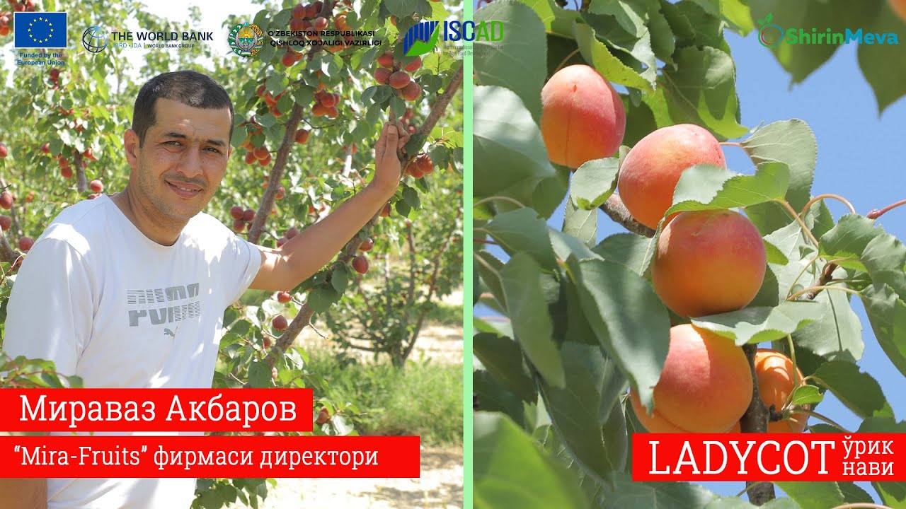 LIDO, LADYCOT, RUBISTA, ROUGE COT, FLOPRIA навларини етиштириш (2-қисм)