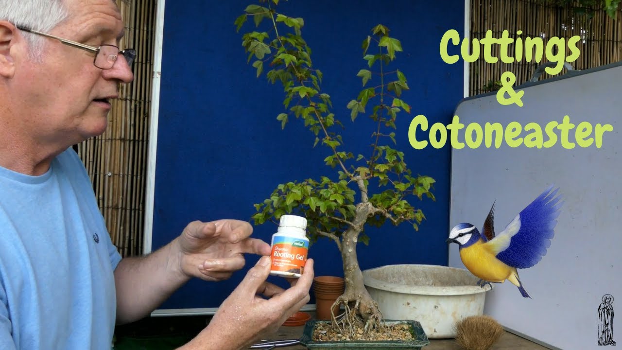 Cotoneaster Amputation & Trident Maple cuttings