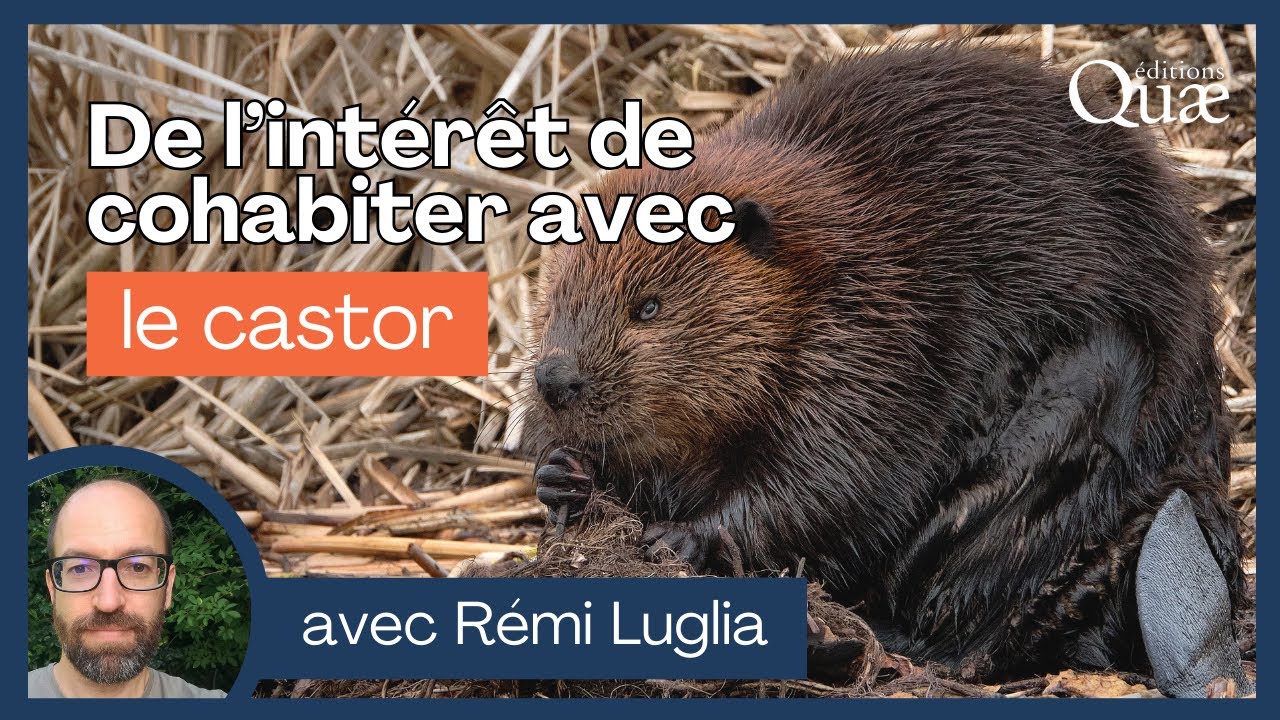 De l'intérêt de cohabiter avec le castor, avec Rémi Luglia