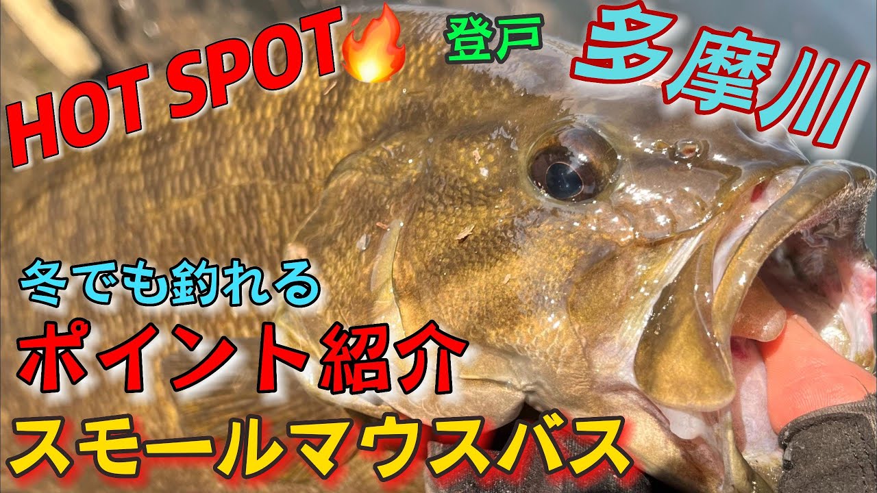 冬でもバスは釣れるんです🐟多摩川