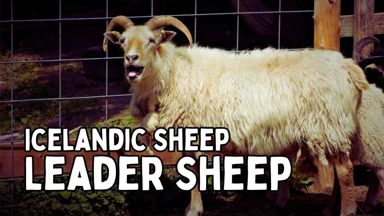 Why ICELANDIC Leader SHEEP in the Flock are the Smartest SHEEP on the Farm