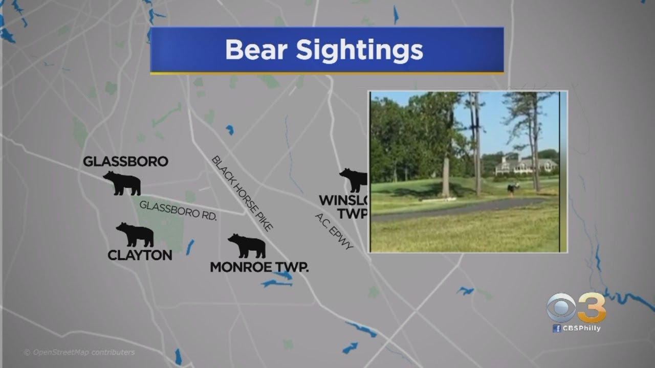 Bear Spotted Running Through Golf Club In South Jersey
