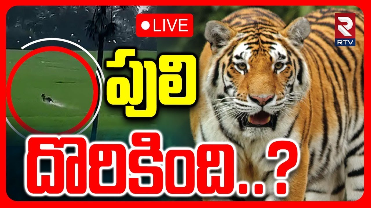 Tiger Hulchul In East Godavari District🔴LIVE : పులి దొరికింది? | Tiger Found On Hill | RTV