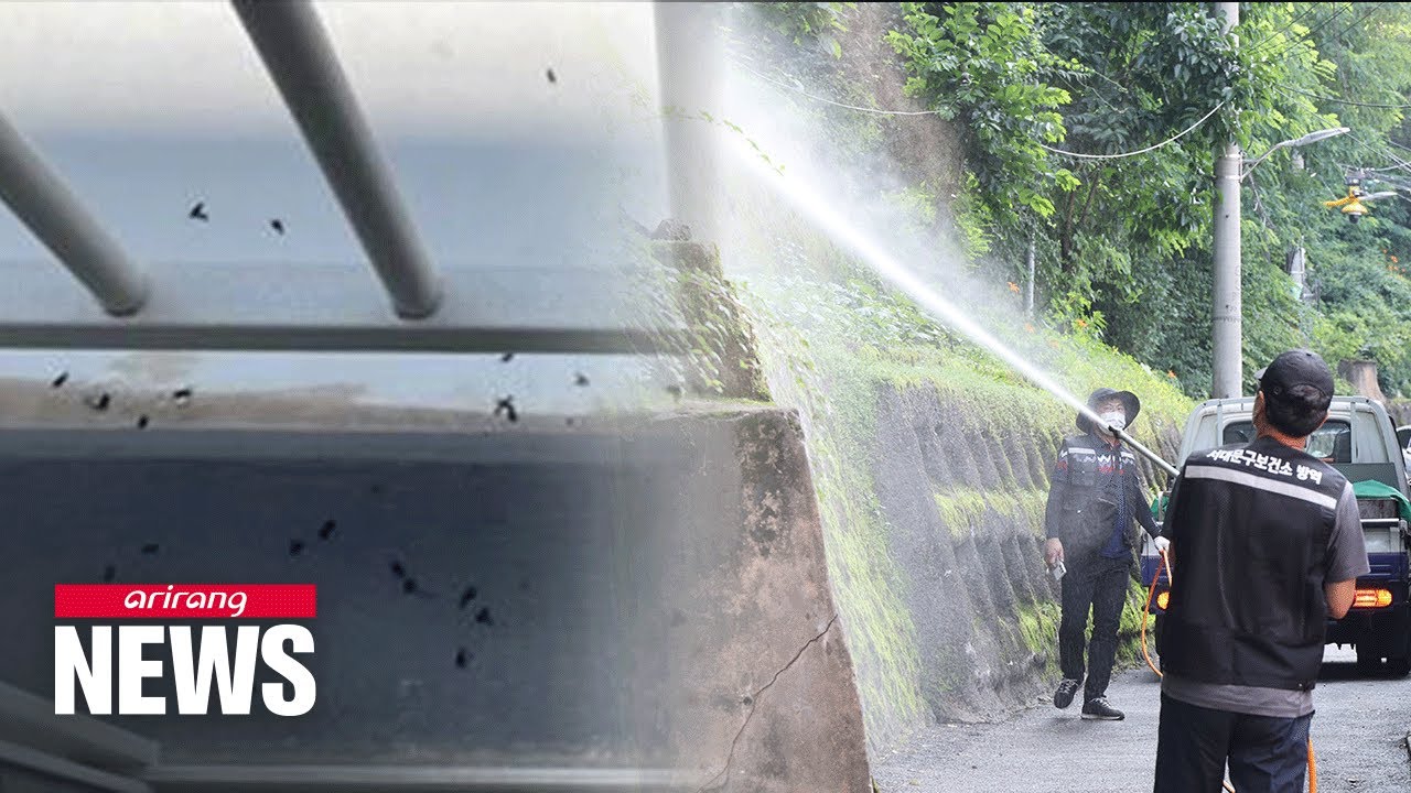 Lovebug outbreak in northwestern Seoul