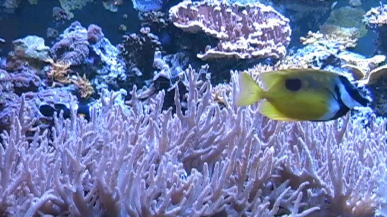 Serene Underwater Life for Deep Relaxation and Insomnia Remedy | Relaxing Music Therapy
