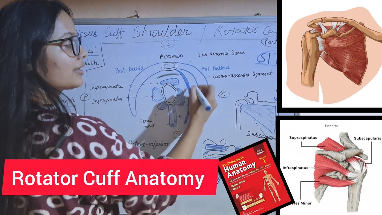 Rotator Cuff Anatomy | Musculotendinous Cuff Of Shoulder Joint Anatomy 
